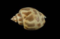 藏品(象牙鳳螺)的圖片